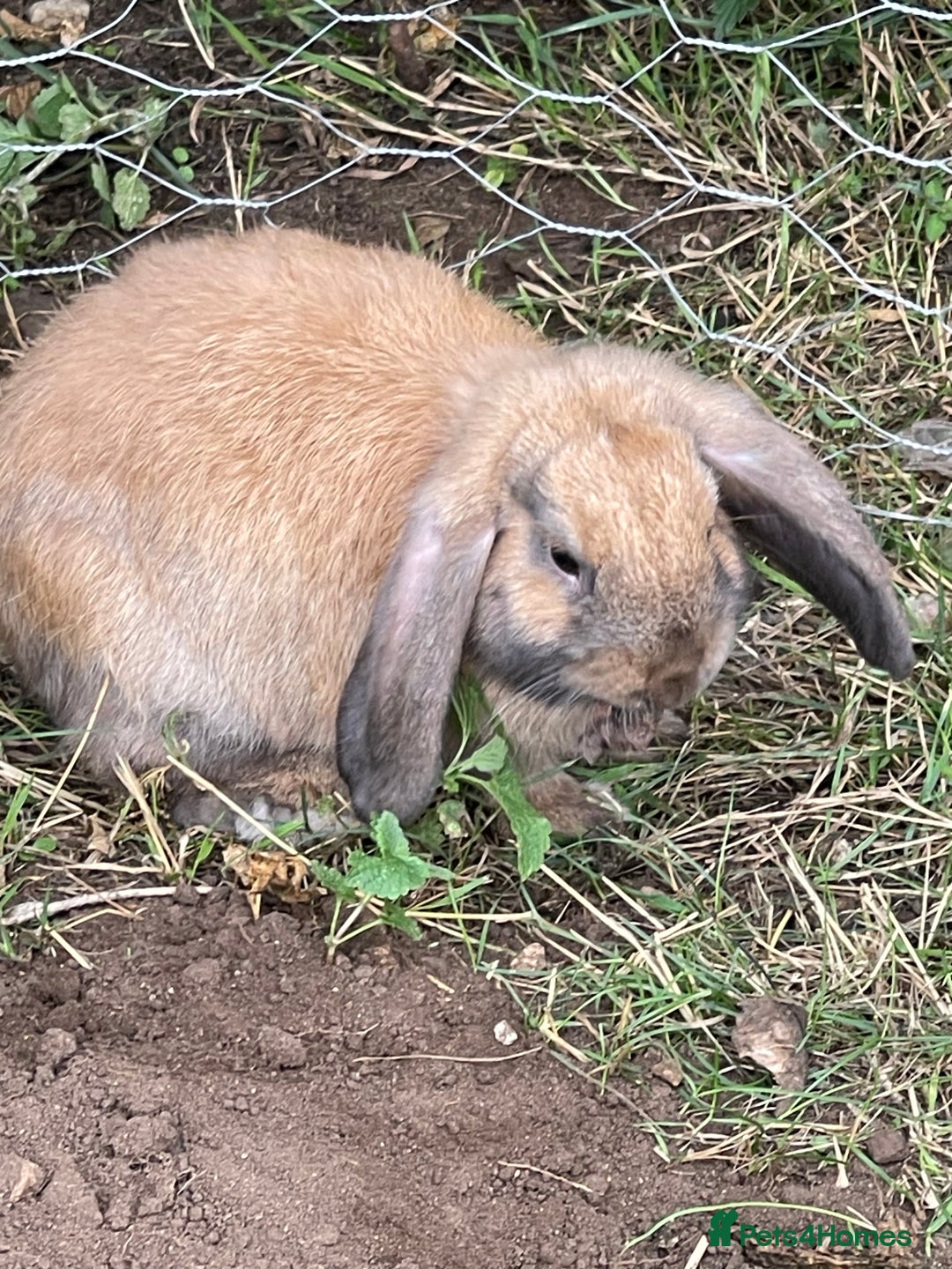 Mini Lop rabbits for sale: 2 mini lop does harlequin  - Image 4