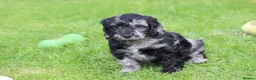 Cockapoo dogs for sale: Beautiful Cockapoo puppies for sale  - Advert 37