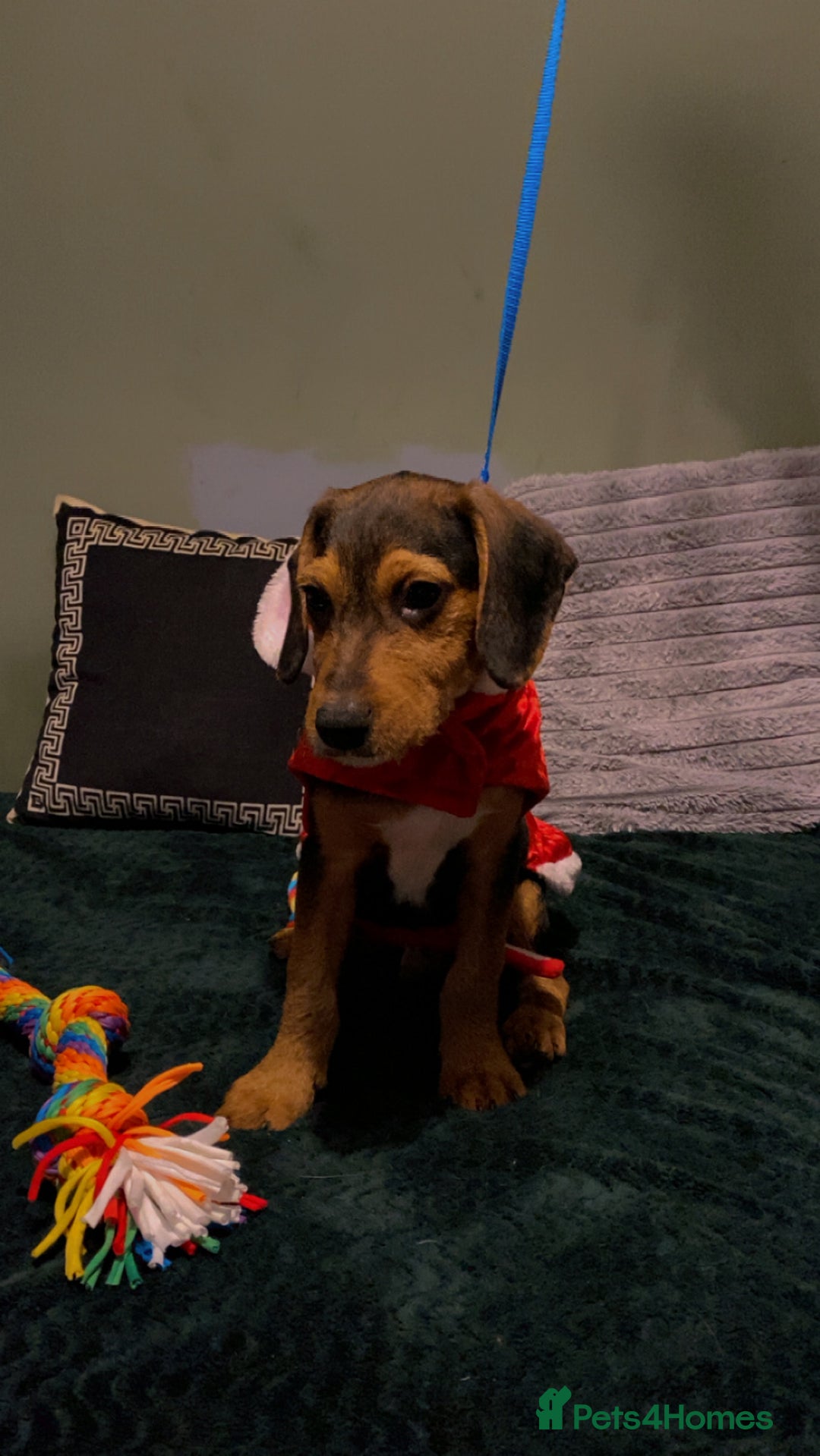 Bocker dogs for sale: Cocker spaniel x beagle pup  - Advert 4