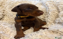Dobermann dogs for sale: 12 stunning Doberman puppies - Image 17