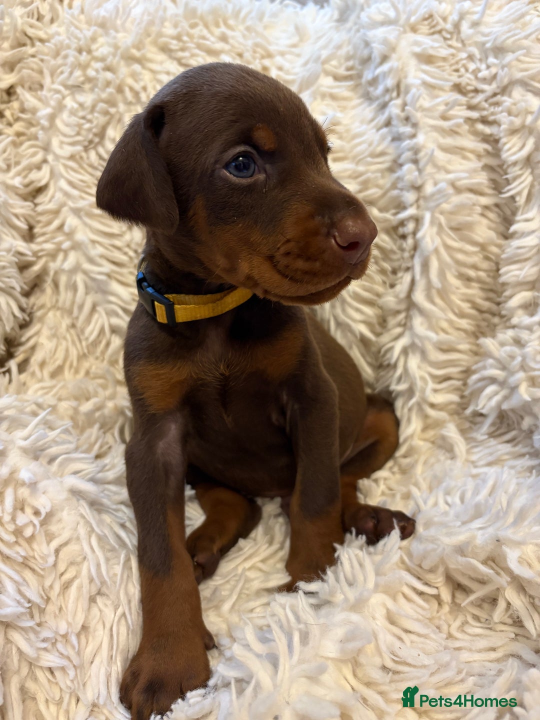 Dobermann dogs for sale: 12 stunning Doberman puppies - Image 17