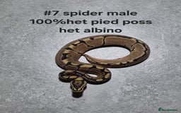 Python Snake reptiles for sale: Hatchling royal pythons  - Image 13