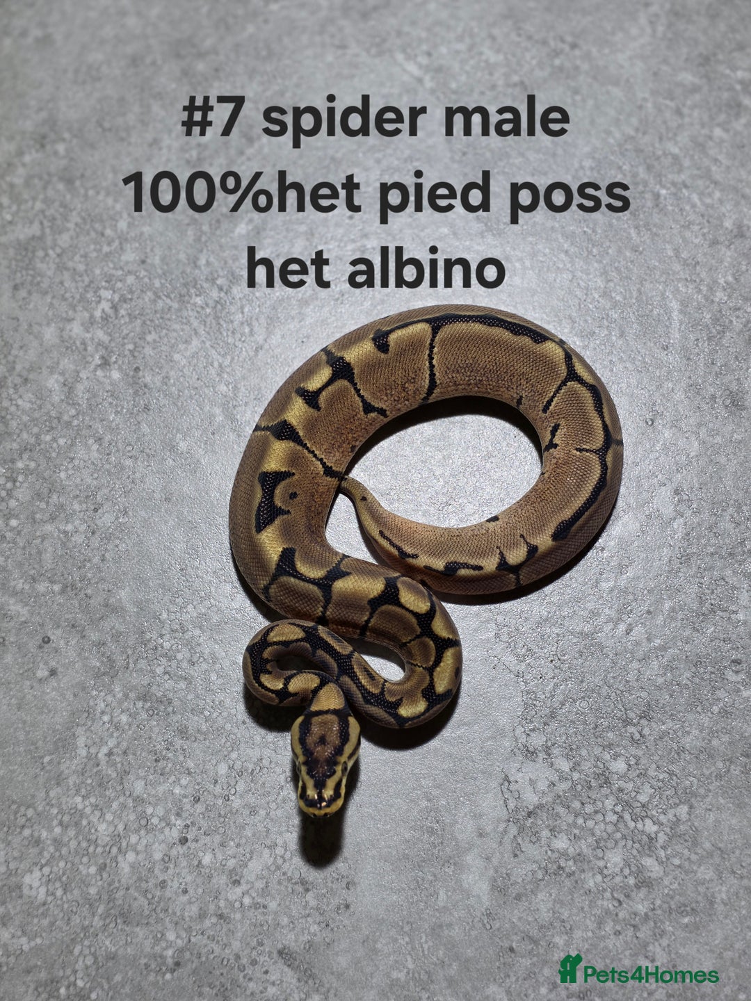 Python Snake reptiles for sale: Hatchling royal pythons  - Image 13