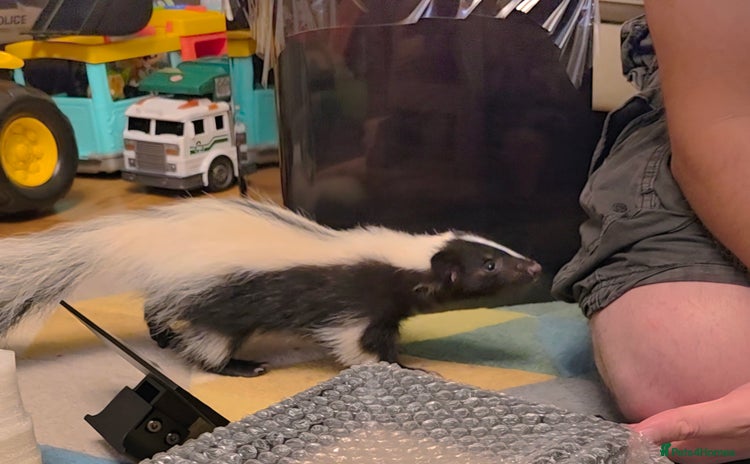 Ferret rodents in Ripley - Advert 4