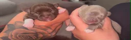 Chihuahua dogs for sale: Outstanding Russian line chihuahuas  - Advert 3