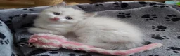 Ragdoll cats for sale: RAGDOLLS BICOLOUR GIRL BOY BLUE EYES  - Advert 5