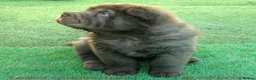 Shar Pei dogs for sale: Irresistible KC Reg Bear-coat Shar-Pei Pups - SOLD - Advert 9