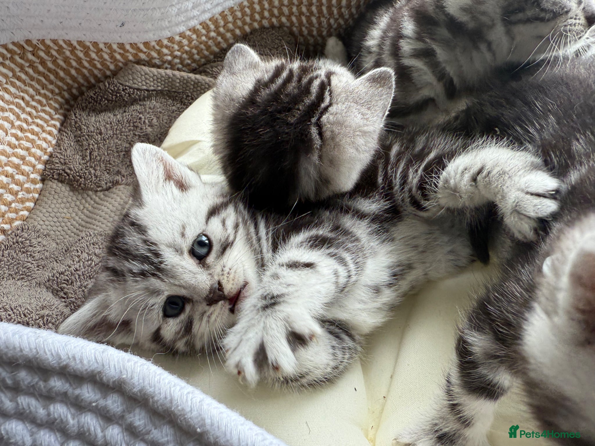 British Shorthair cats GCCF Rare Show Quality BSH Silver Tabby Kittens  - Advert 2