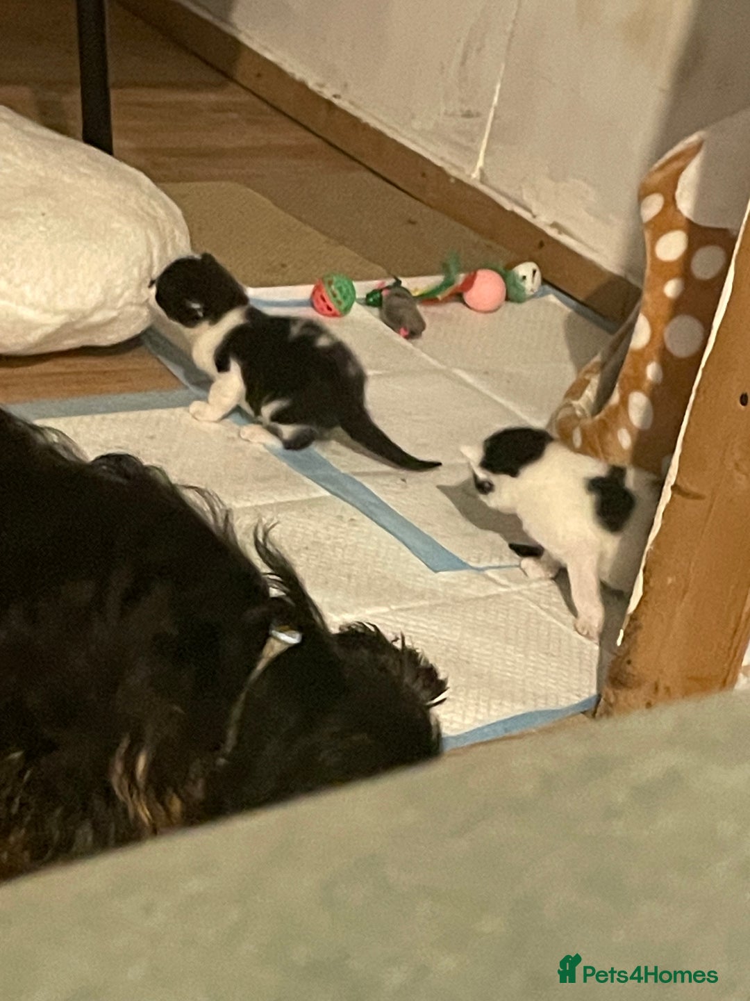 Mixed Breed cats for sale: Beautiful kittens  - Advert 6