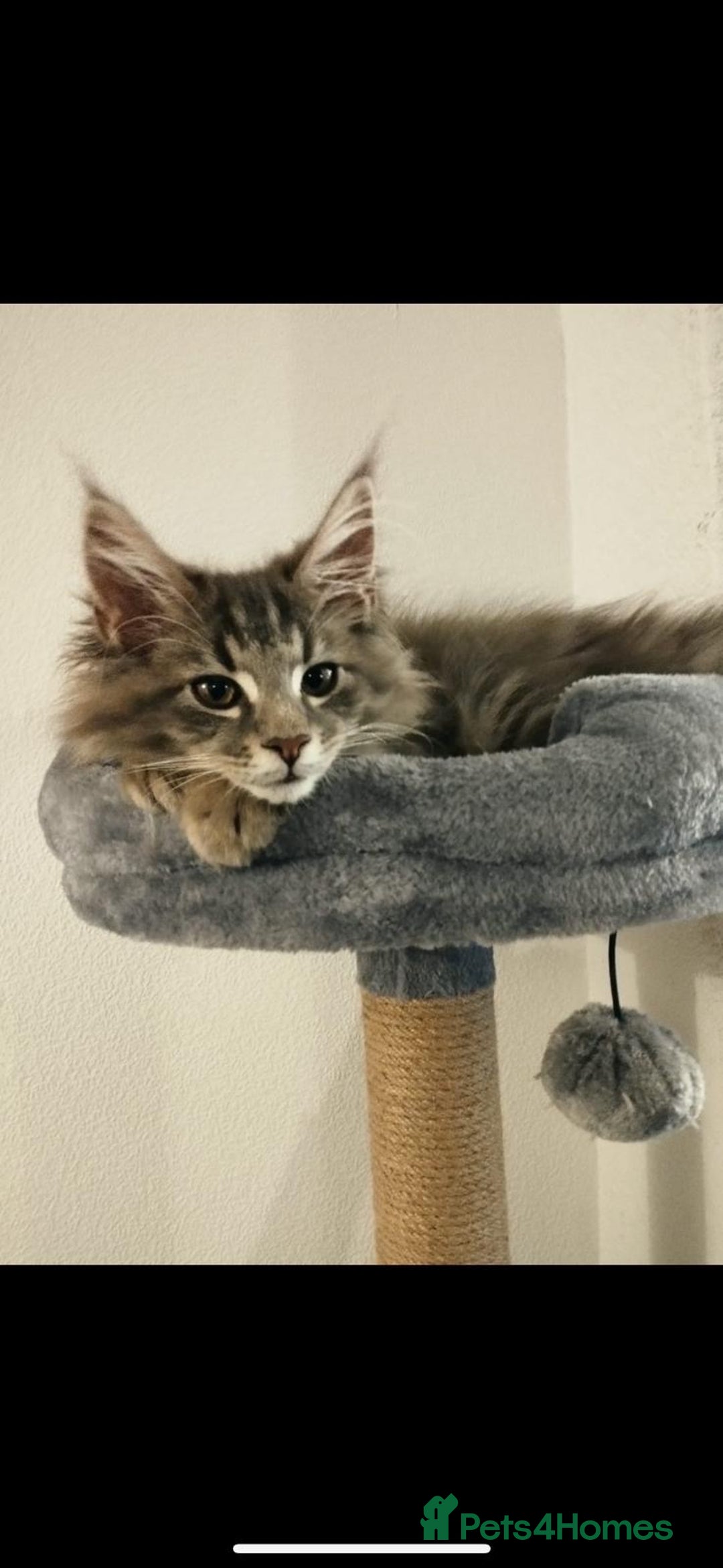 Maine Coon cats for sale: Friendly Stripy Grey Male Maine Coon  - Image 6