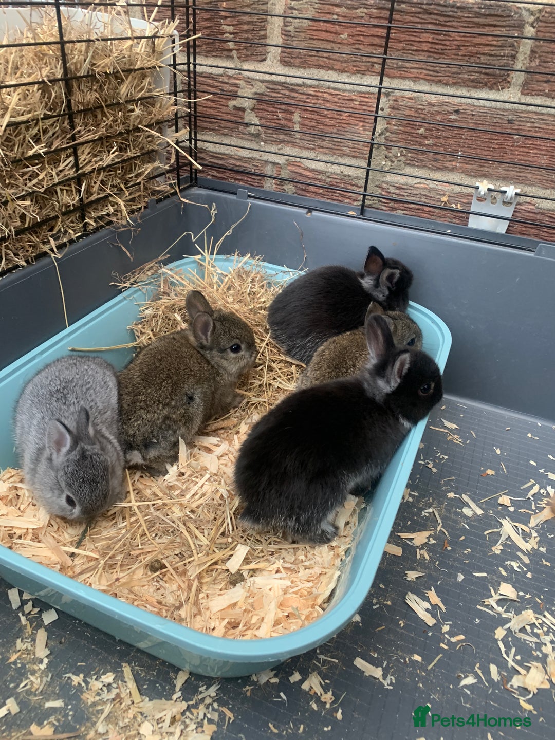 Netherland Dwarf rabbits for sale: Gorgeous Netherland Dwarf Rabbits - Available now - Image 11