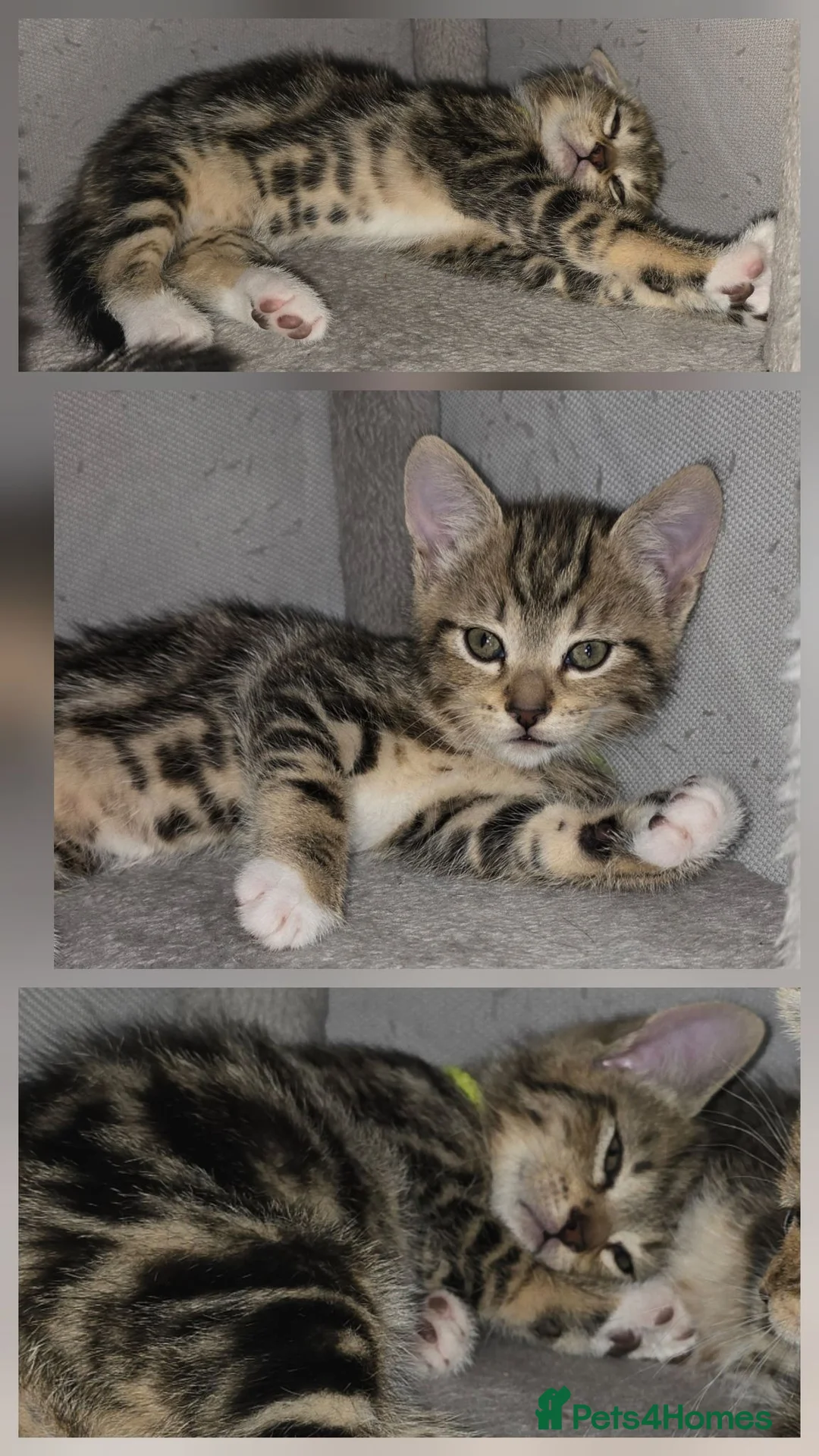 Mixed Breed cats for sale: Beautiful Little kittens ♡♡♡ - Advert 7