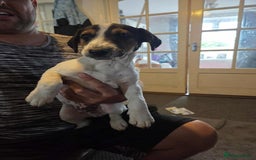 Jack Russell dogs for sale: 2 beautiful jack Russell pups - Image 2