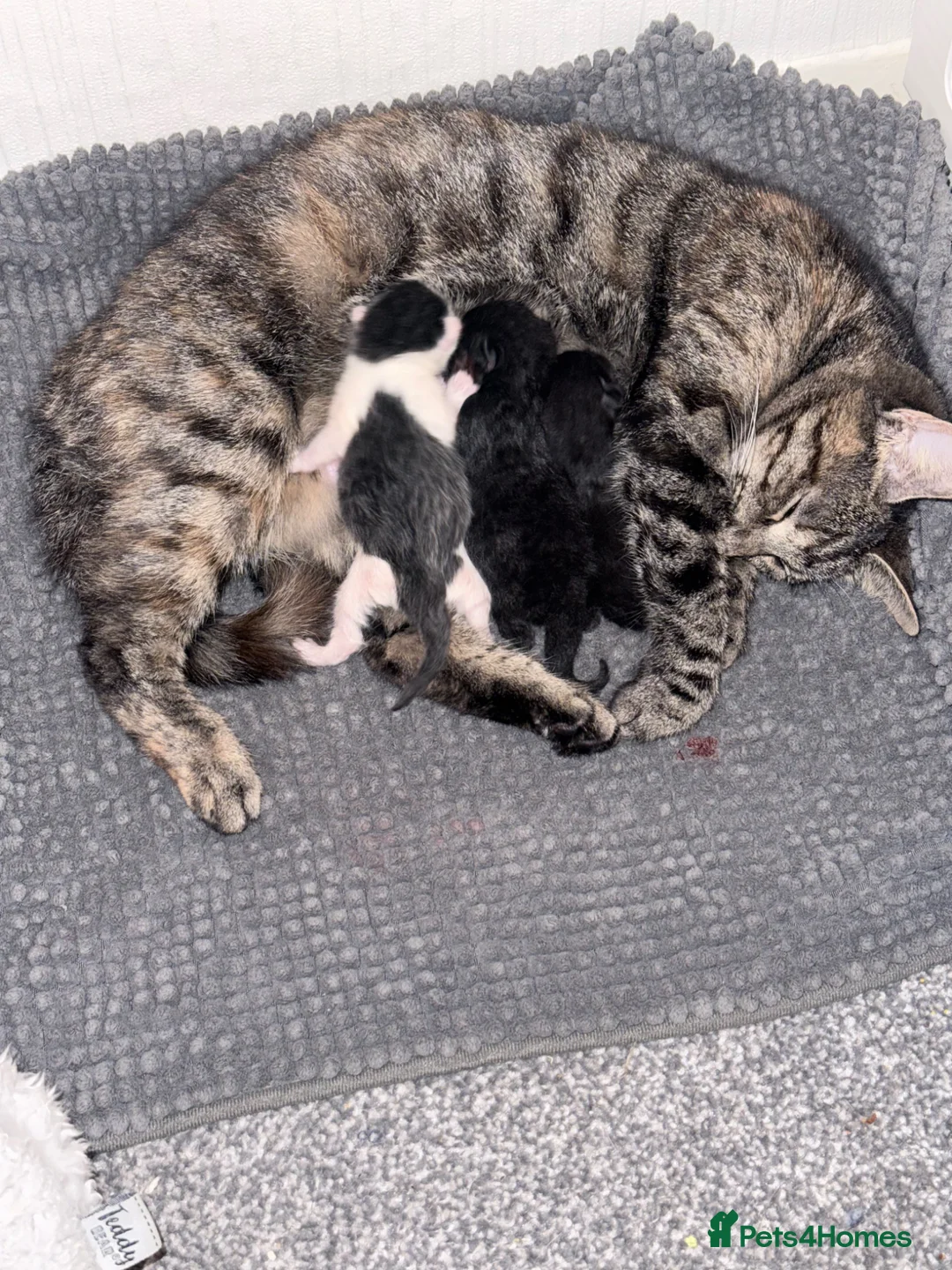 Mixed Breed cats for sale: Beautiful kittens - Advert 1