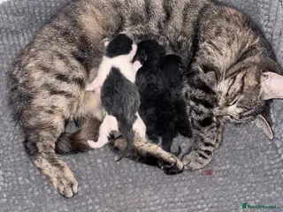 Mixed Breed cats Beautiful kittens - Advert 1