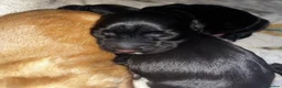 Cocker Spaniel dogs for sale: 5 Cocker Spaniel Puppies for Sale - Advert 6