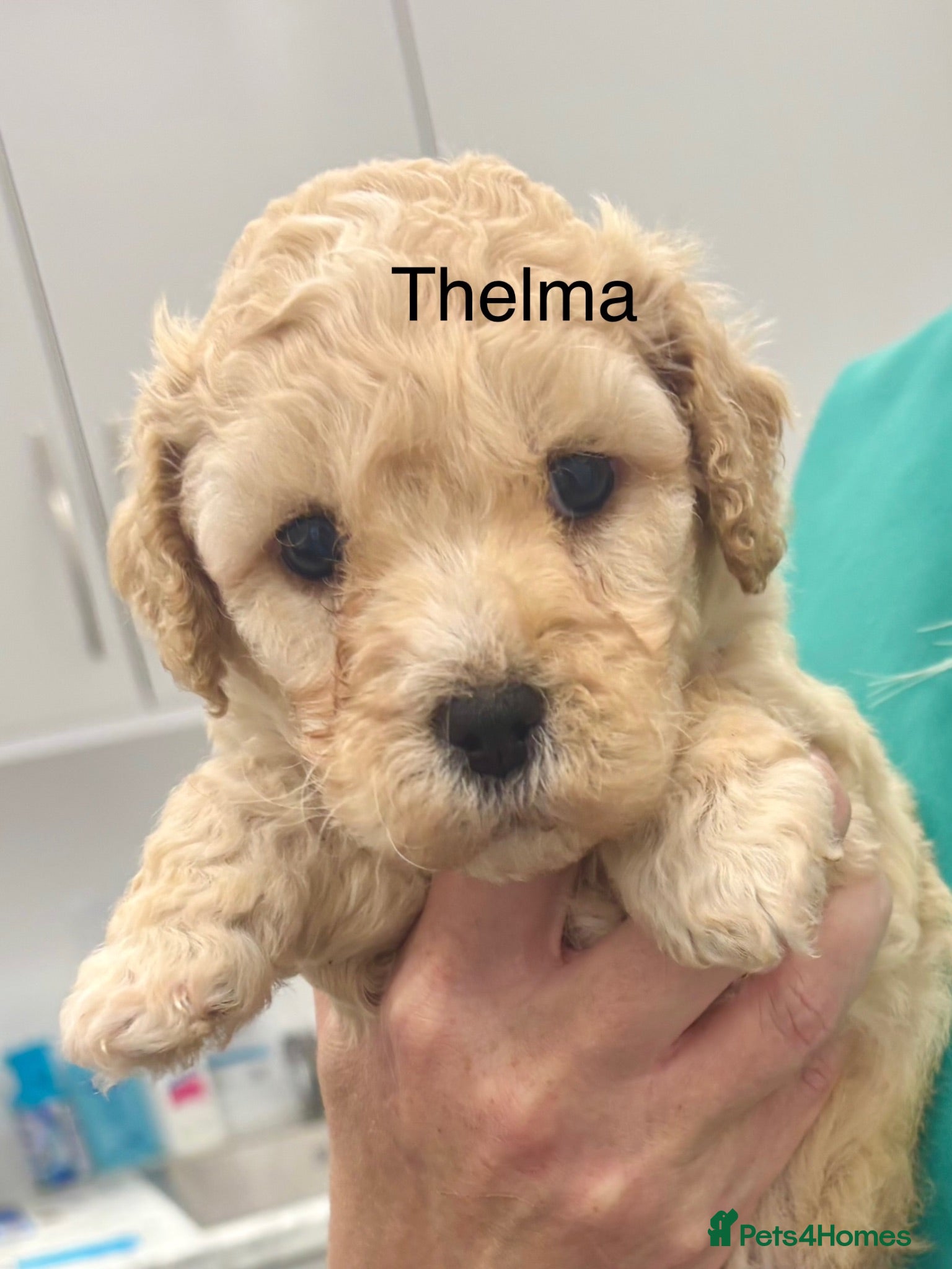 Cockapoo dogs ⚽️HARRY &🌸THELMA🌸READY NOW in CHESHIRE. 8 WKS 🌼 - Advert 2