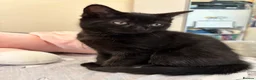 Mixed Breed cats for sale: 2 lovely female kittens  - Advert 6