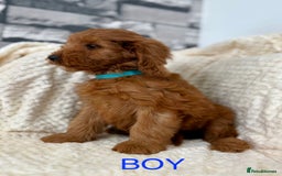 Cockapoo dogs for sale: STUNNING F1 FOX RED COCKERPOO PUPPIES - Image 3