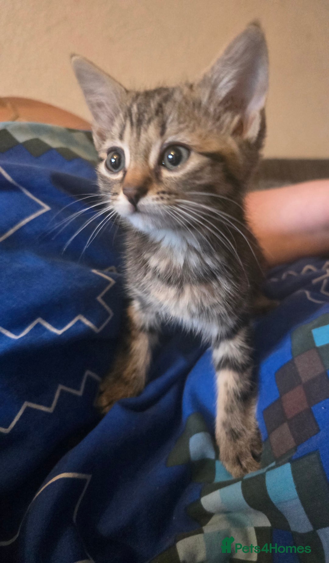 Mixed Breed cats for sale: Kittens  - Advert 6