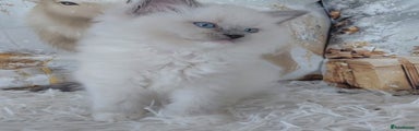 Ragdoll Kitten 6