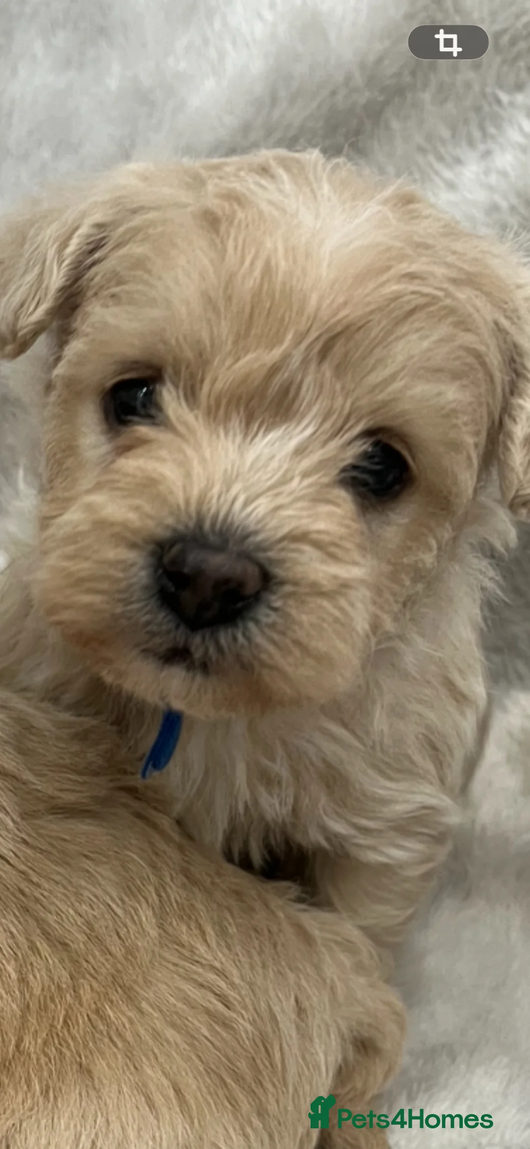 Westiepoo dogs for sale: Westiepoo teddy bear pups  - Advert 2