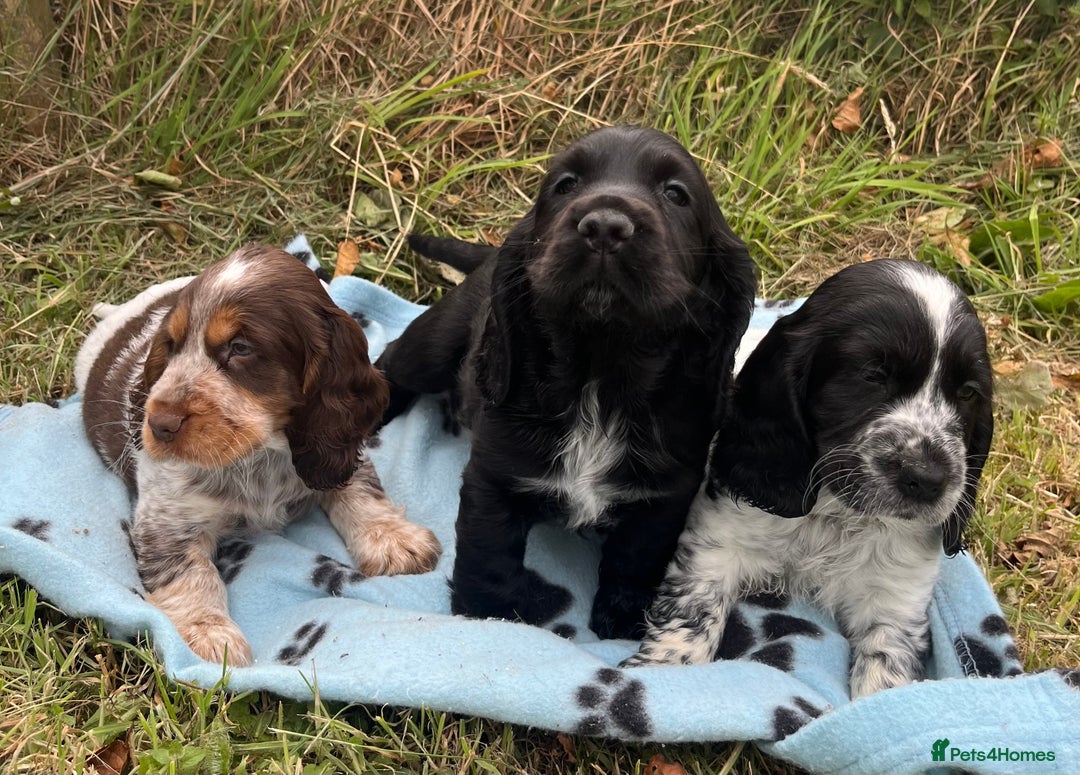 Cocker Spaniel dogs for sale: Stunning show type cocker spaniel puppies  - Image 4