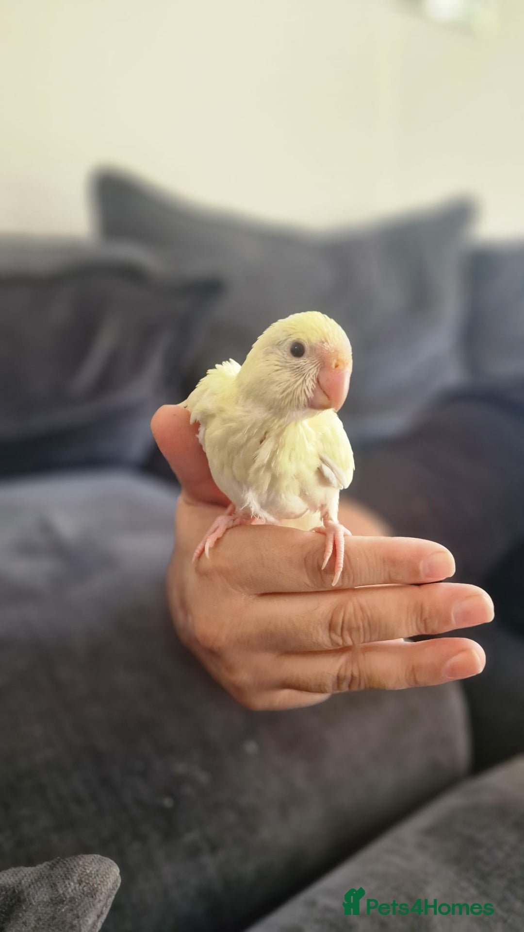 Parakeets birds for sale: Hand-reared Kakariki Chicks  - Image 5