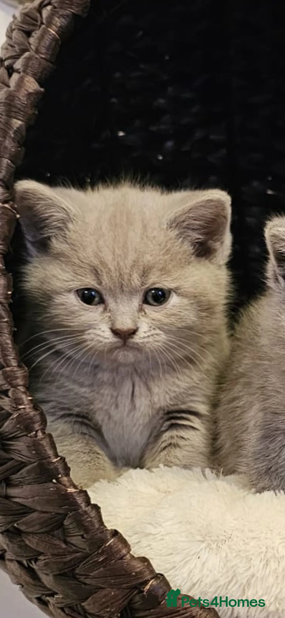 British Shorthair cats for sale: Kittens and adult cats for sale  - Advert 9