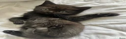 Scottish Fold cats for sale: Scottish Fold /Munchkin kittens - Advert 25