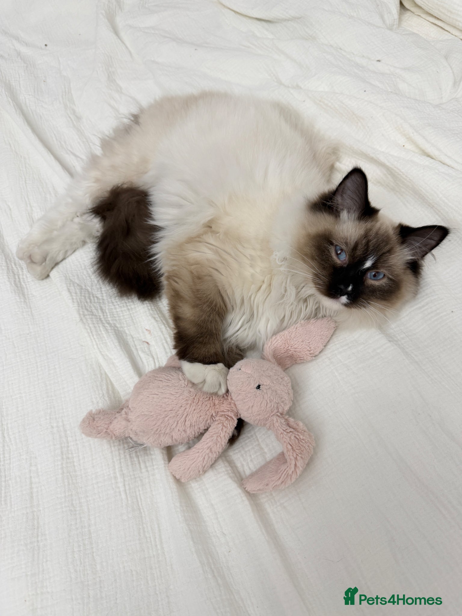 Ragdoll cats Ragdoll male kitten  - Advert 2