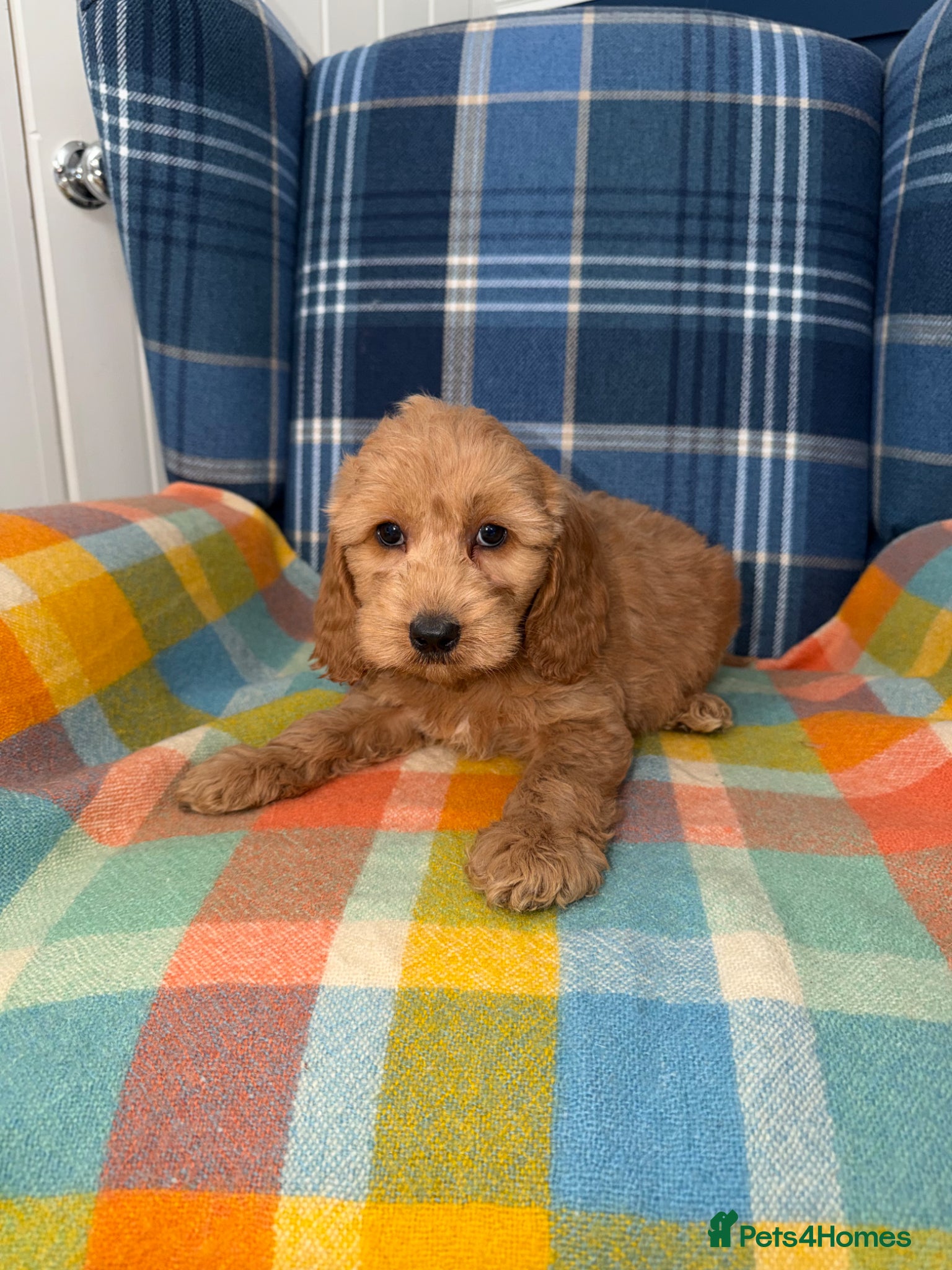 Cockapoo dogs 💜💛🧡Stunning Cockapoo's READY NOW 🧡💛💙 - Advert 1
