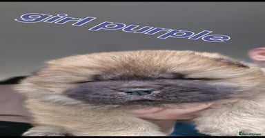 Chow Chow dogs KC REGISTERED QUALITY TEDDY BEAR CHOW CHOW 5 wk - Advert 1