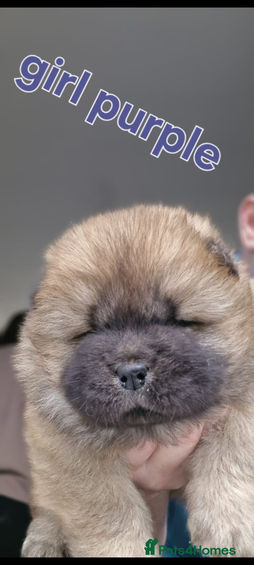 Chow Chow dogs for sale: KC REGISTERED QUALITY TEDDY BEAR CHOW CHOW 5 wk - Advert 4
