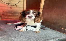 Sprocker dogs for sale: 7 beautiful sprocker puppies  - Image 10