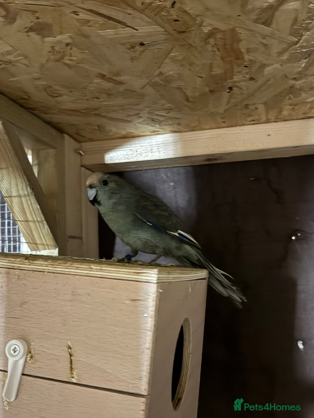 Parakeets birds for sale: Kakariki male dna tested  - Advert 3