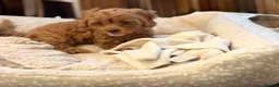 Cavapoo dogs for sale: Fox red cavapoo cuties  in Dartford - Advert 8