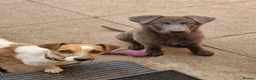 German Shepherd dogs for sale: Blue German Shepherd Boy in Swadlincote - Advert 2