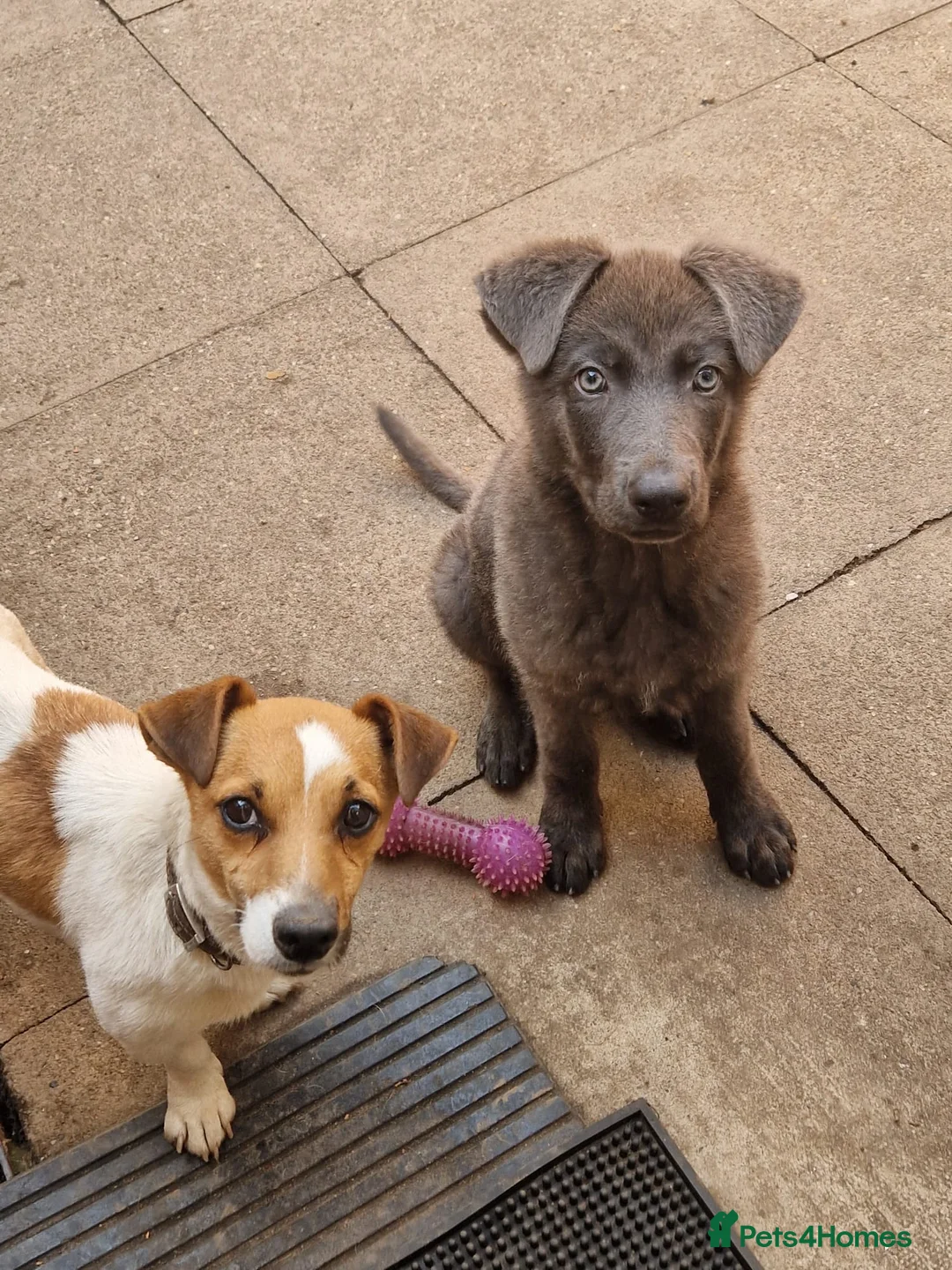 German Shepherd dogs for sale: Blue German Shepherd Boy in Swadlincote - Advert 2
