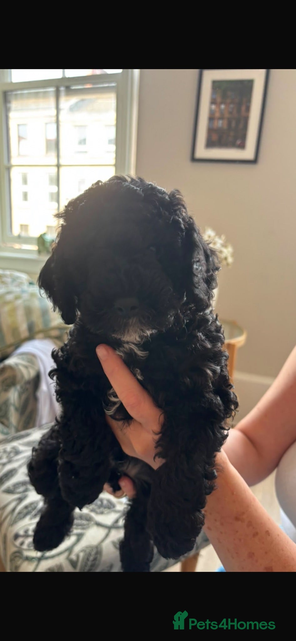 Cockapoo dogs LAST PUPPY LEFT 💙 Boy - Advert 5