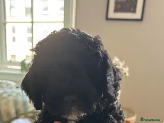 Cockapoo dogs LAST PUPPY LEFT 💙 Boy - Advert 3