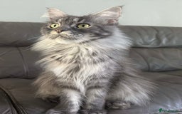 Maine Coon cats for sale: Beautiful Maine coon kittens  in Wednesbury - Image 4