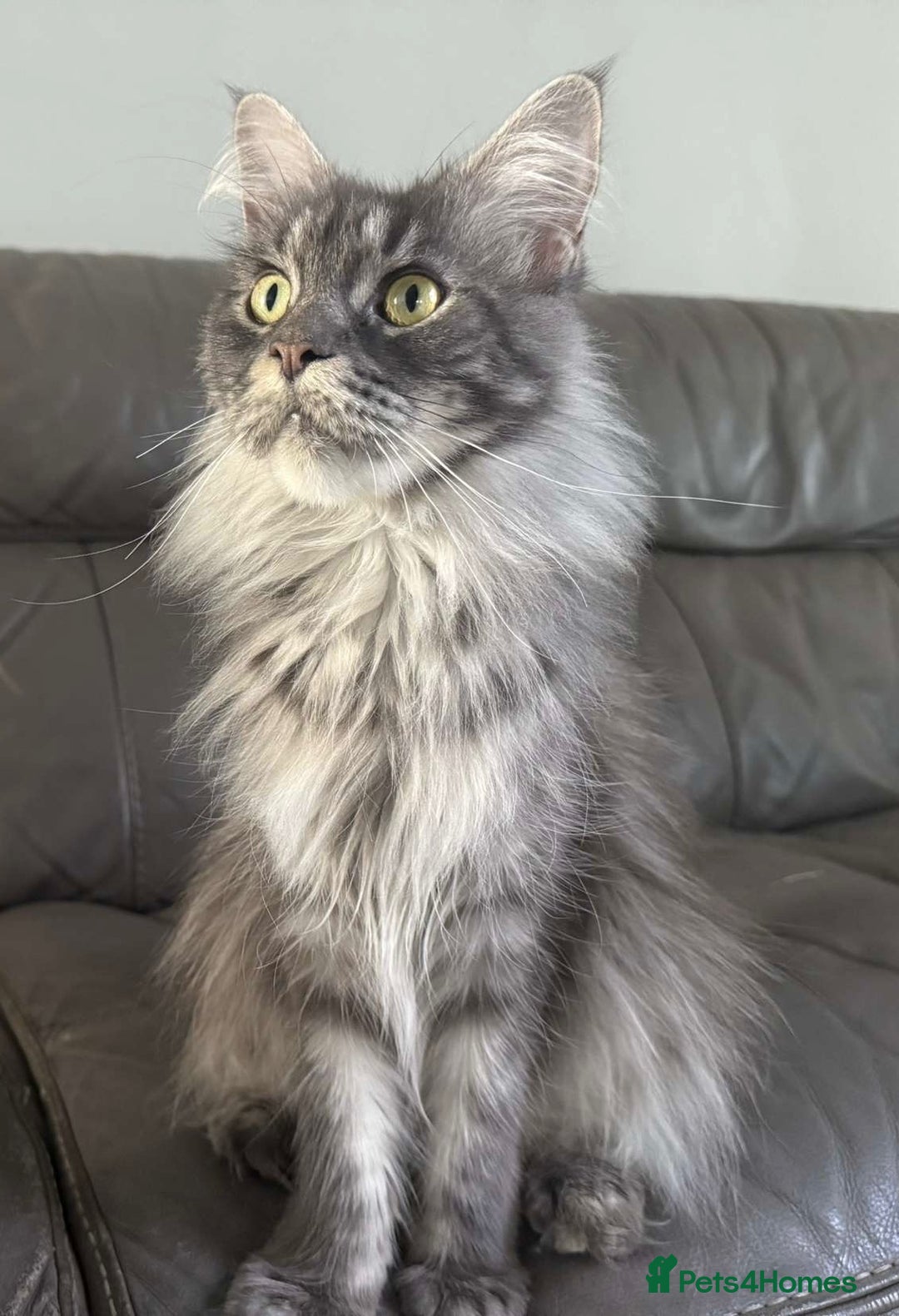 Maine Coon cats for sale: Beautiful Maine coon kittens  in Wednesbury - Image 4