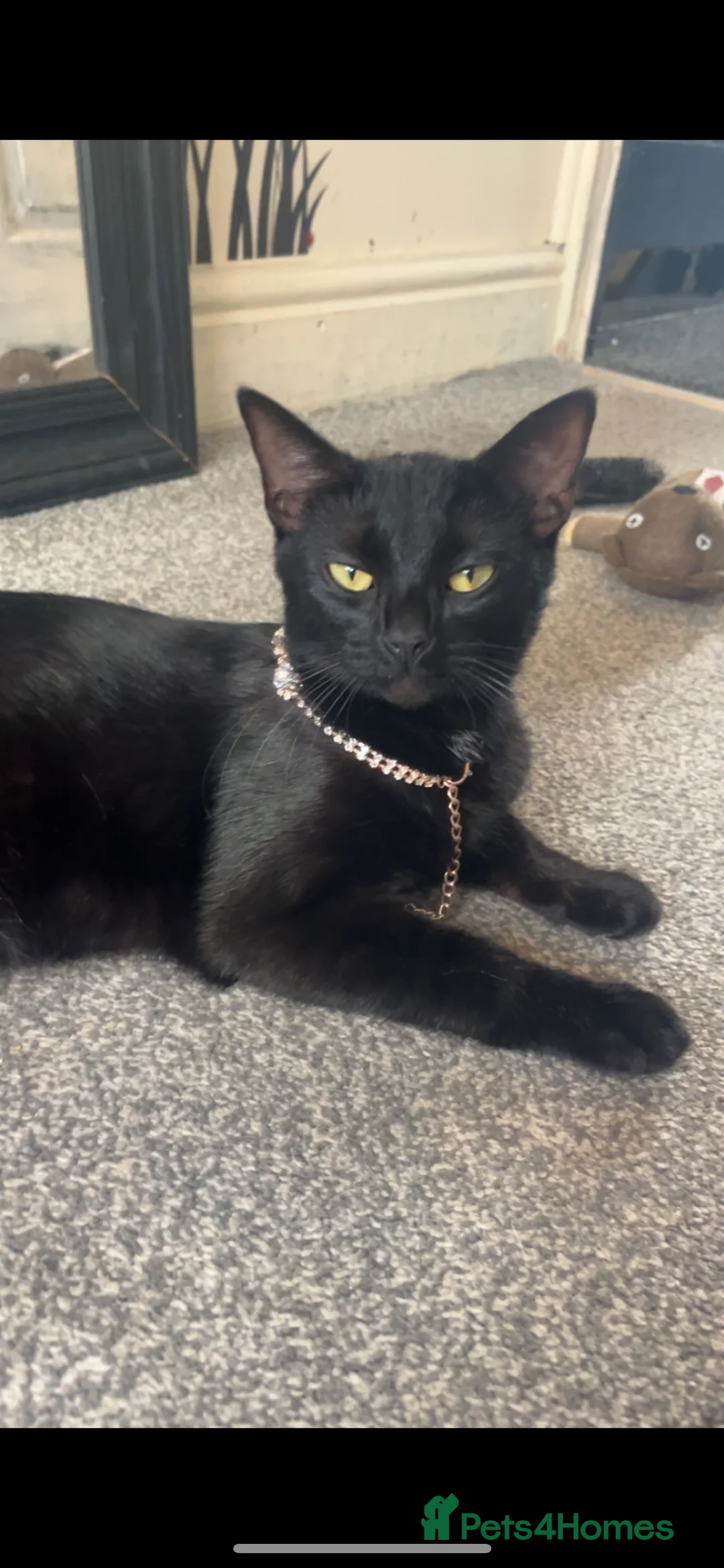Domestic Shorthair cats for sale: Tabby kitten  in Barnsley - Advert 2