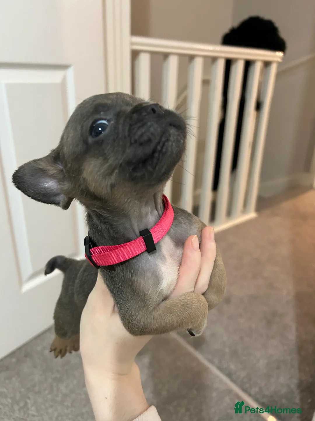 French Bulldog dogs for sale: FLUFFY PINK ISABELLA BLUE TAN KC REGISTERED  - Advert 23