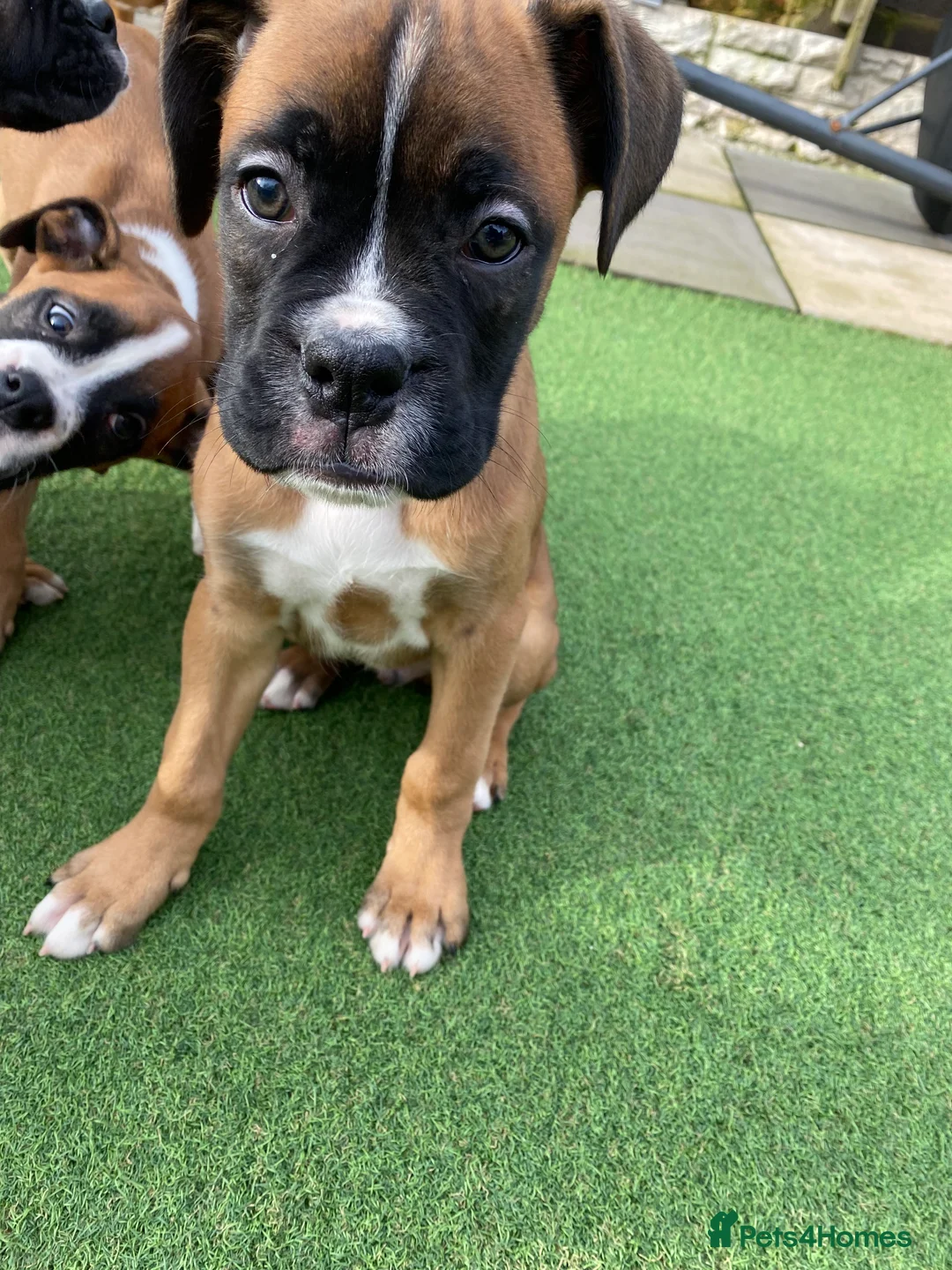 Boxer dogs for sale: Boxer puppies  - Advert 10
