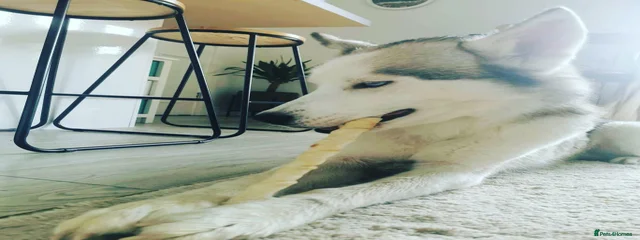 ZUES