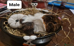Guinea Pig rodents for sale: Baby Guinea Pigs  - Image 5