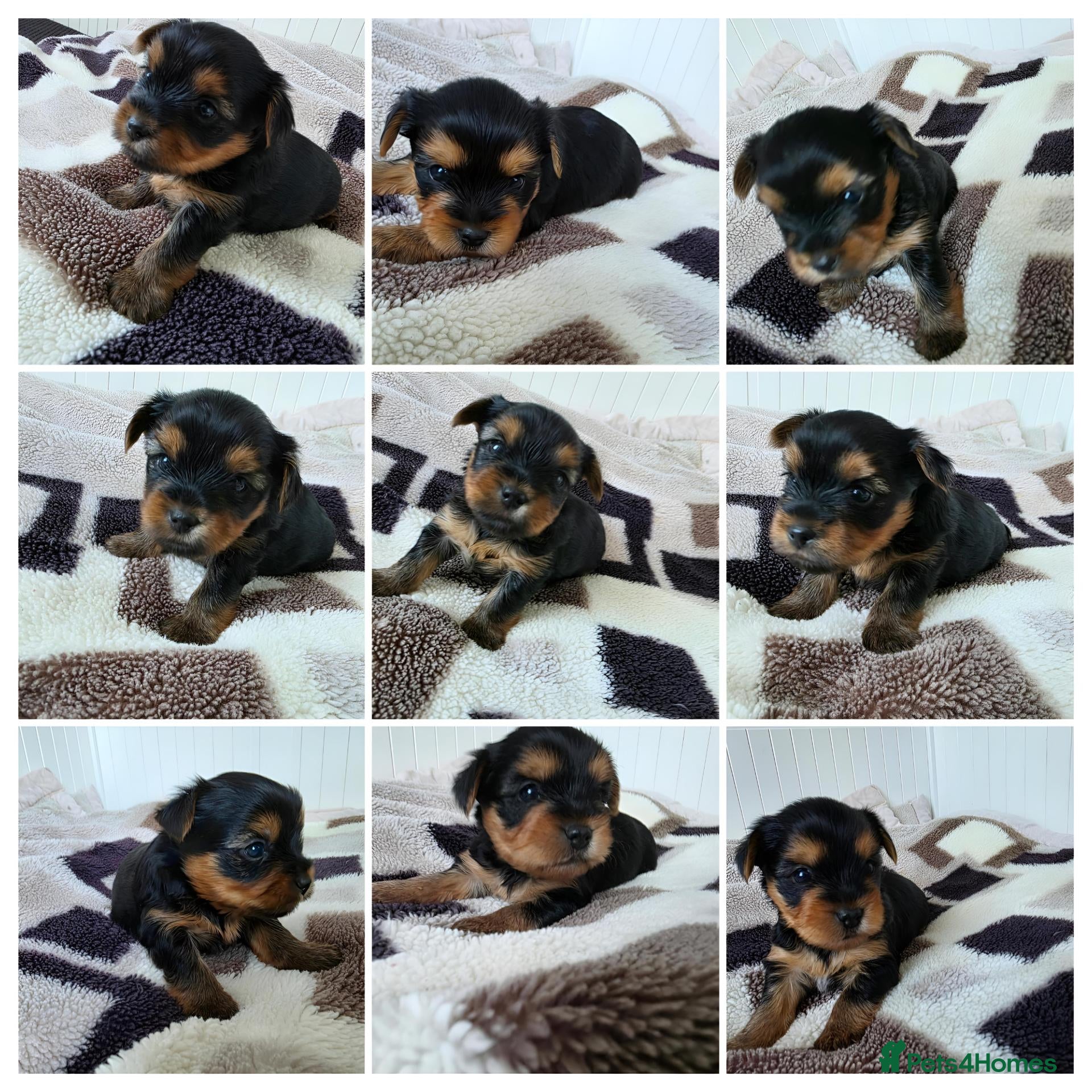Yorkshire Terrier dogs 💕Yorkshire Terrier puppies.💕 - Advert 12