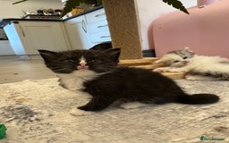 Persian cats for sale: Persian kittens  - Image 28